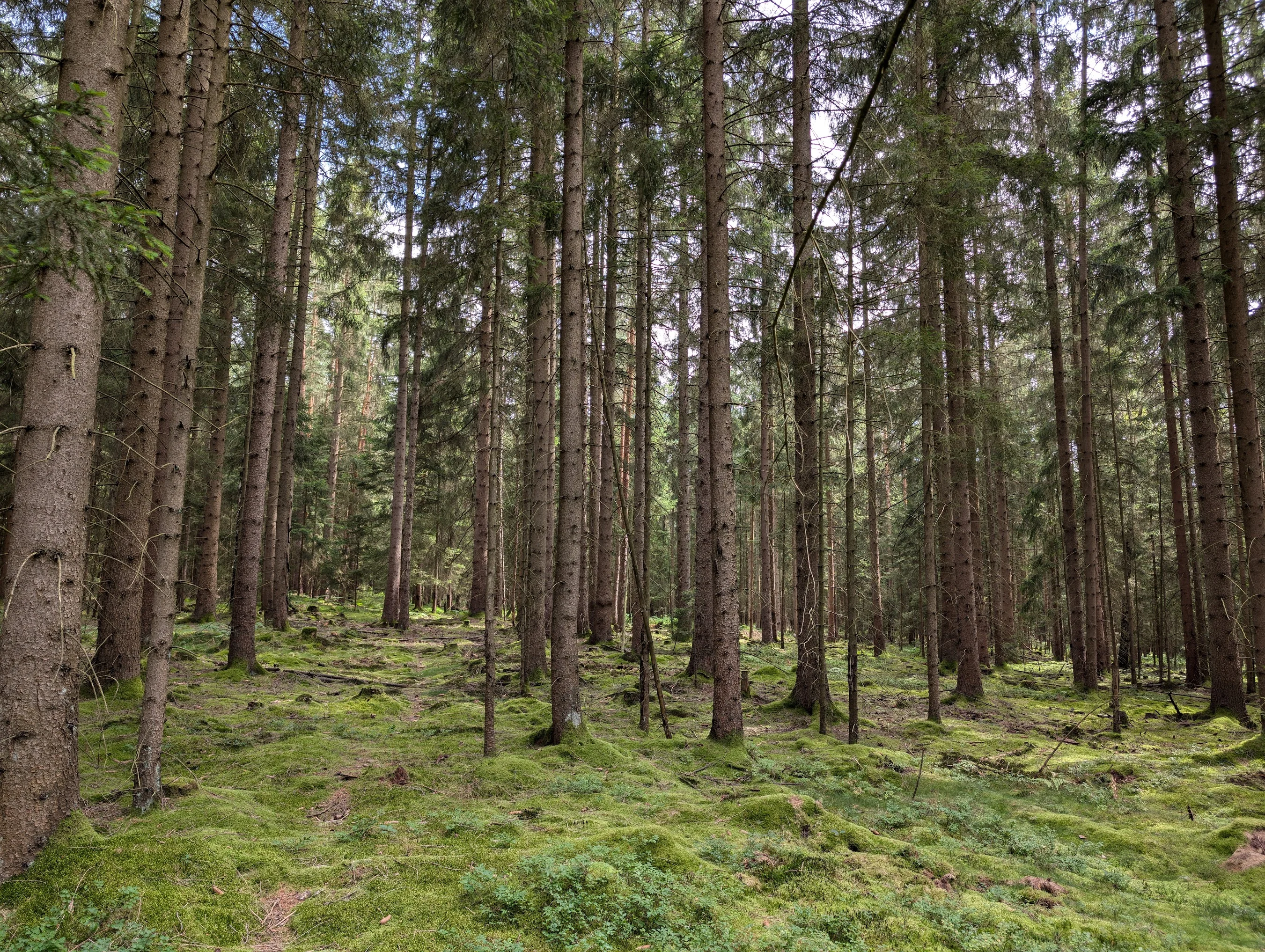 Snowy Forest, Banner for DWDS